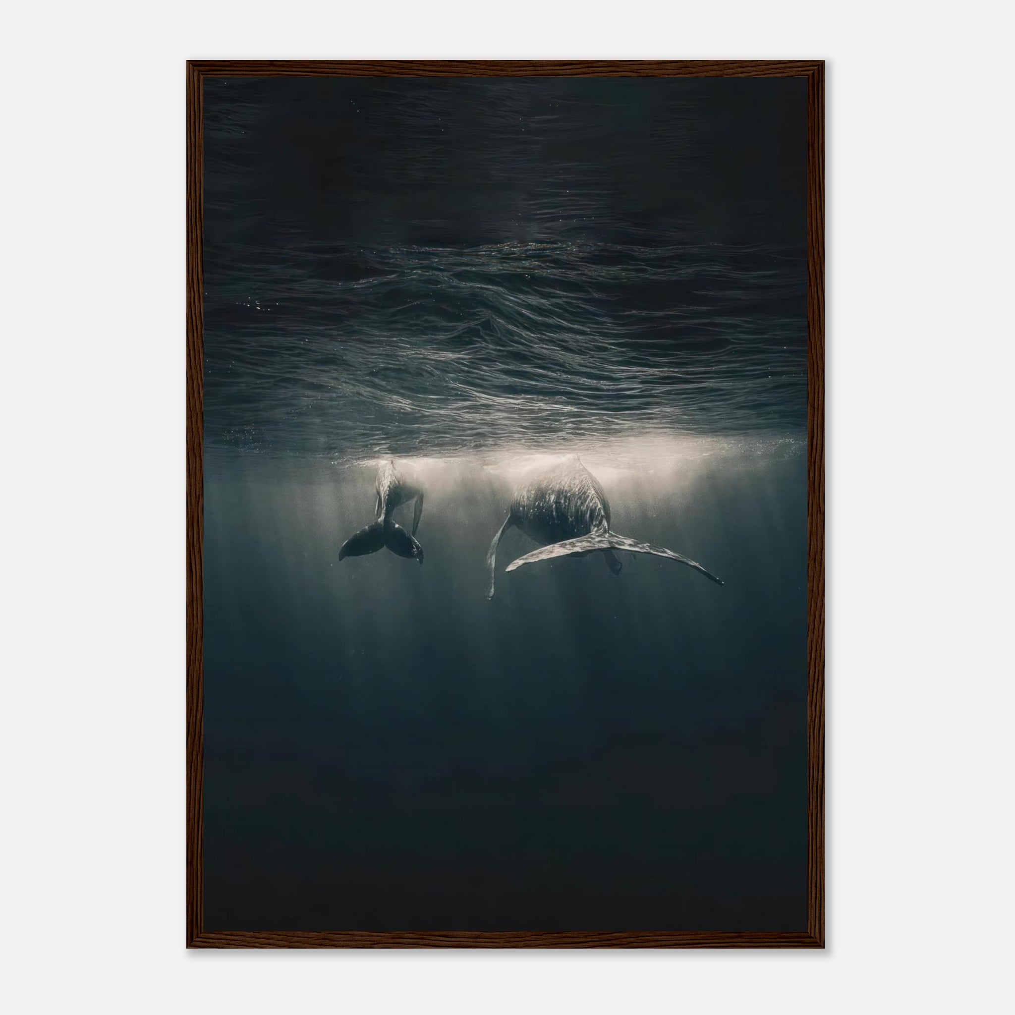 Stunning framed print of two whales swimming underwater, illuminated by soft rays of sunlight in the ocean.
