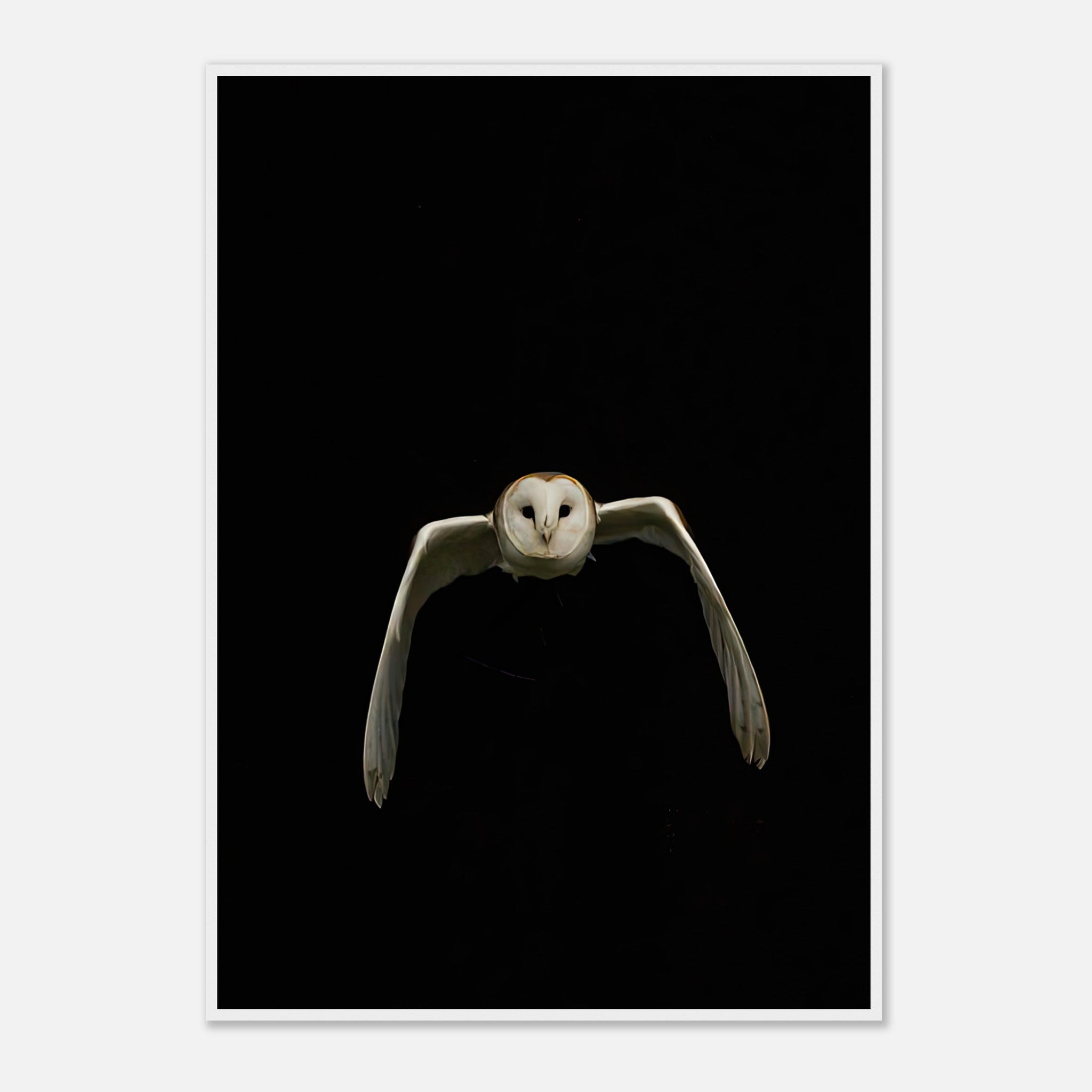 Stunning barn owl in mid-flight against a dramatic black background, perfect for modern decor.