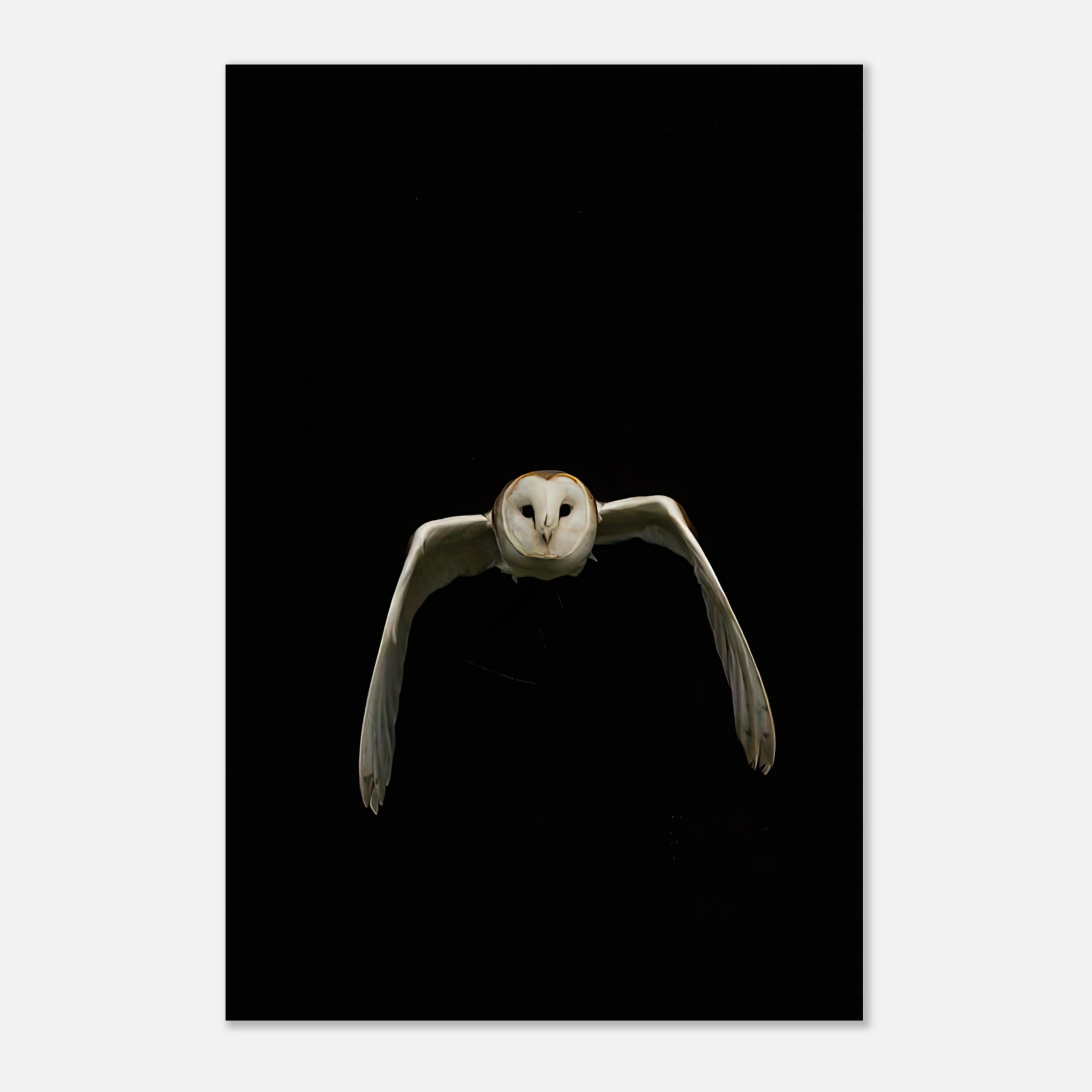 Majestic owl in mid-flight against a dramatic black background, showcasing intricate feather details.