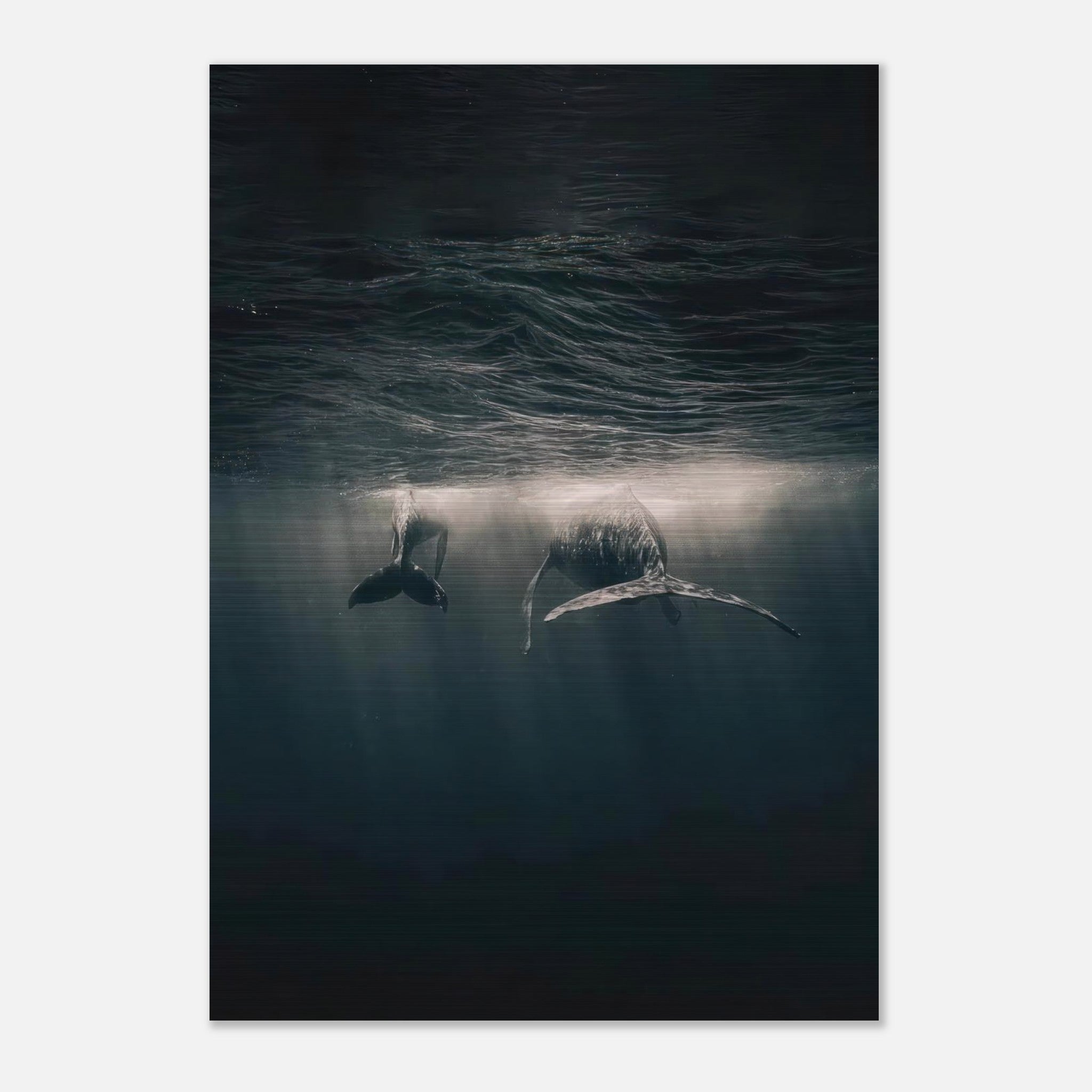 Brushed metal print of whales swimming underwater, showcasing serene ocean beauty and tranquility.
