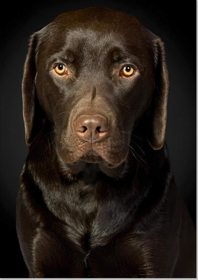 Portrett av sjokolade-labrador