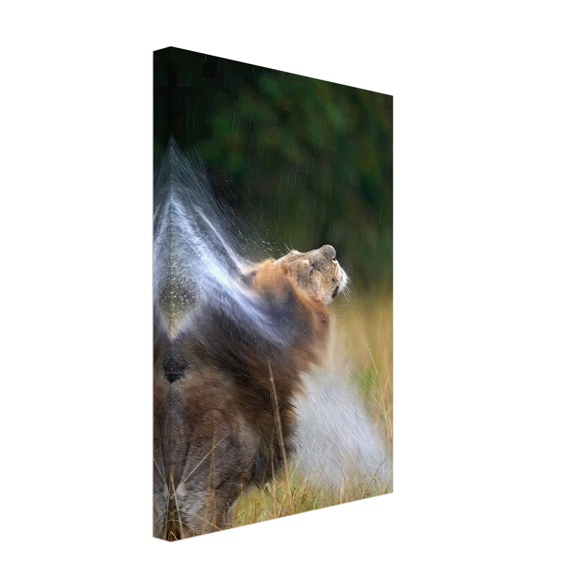 Majestic lion shaking off water, showcasing vitality and elegance in a stunning canvas artwork.