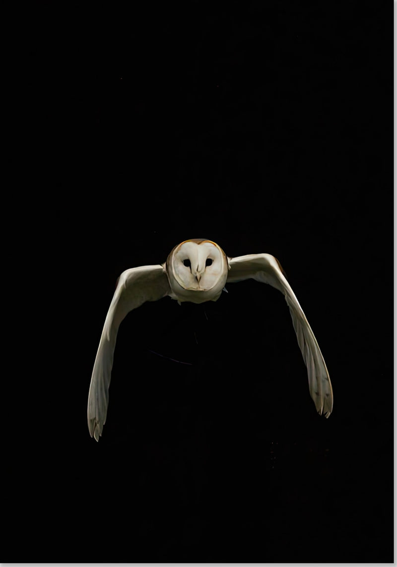 Hibou