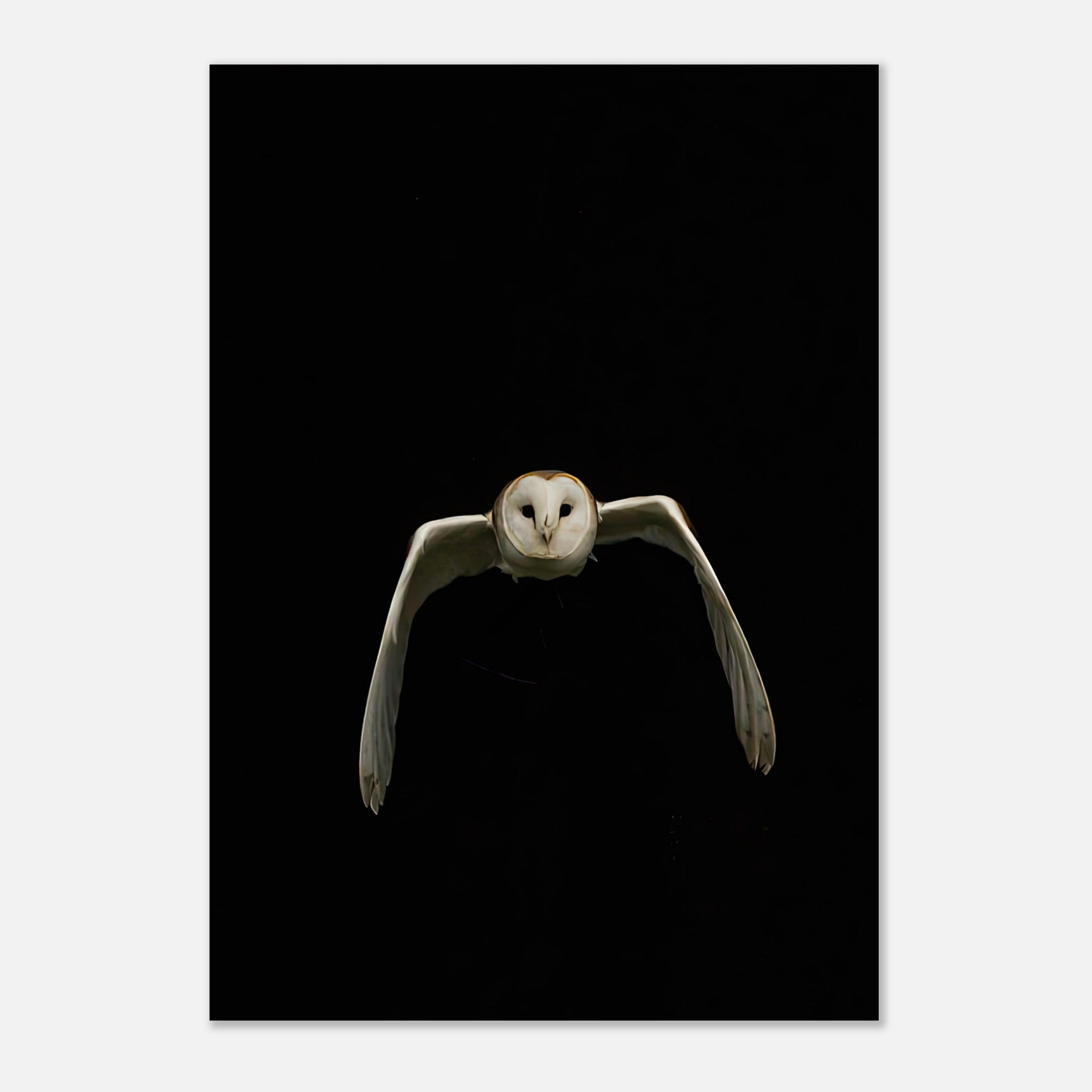 Minimalist owl poster featuring a barn owl gliding against a black background for captivating home decor.