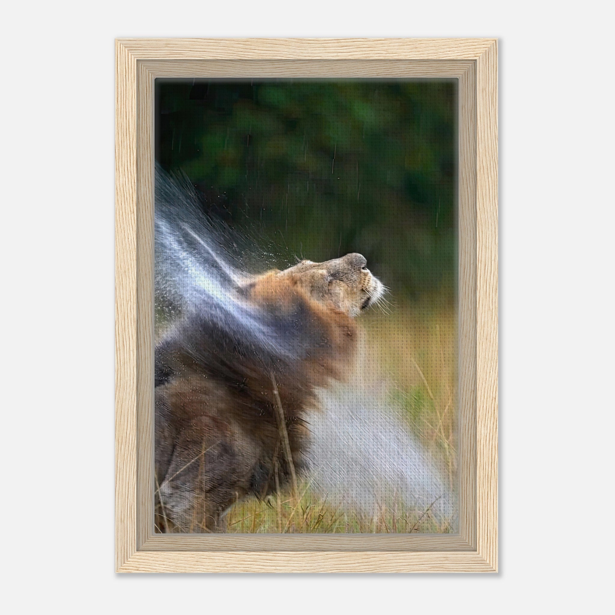 Lion shaking off water in a framed canvas, showcasing nature's power and beauty in vivid detail.