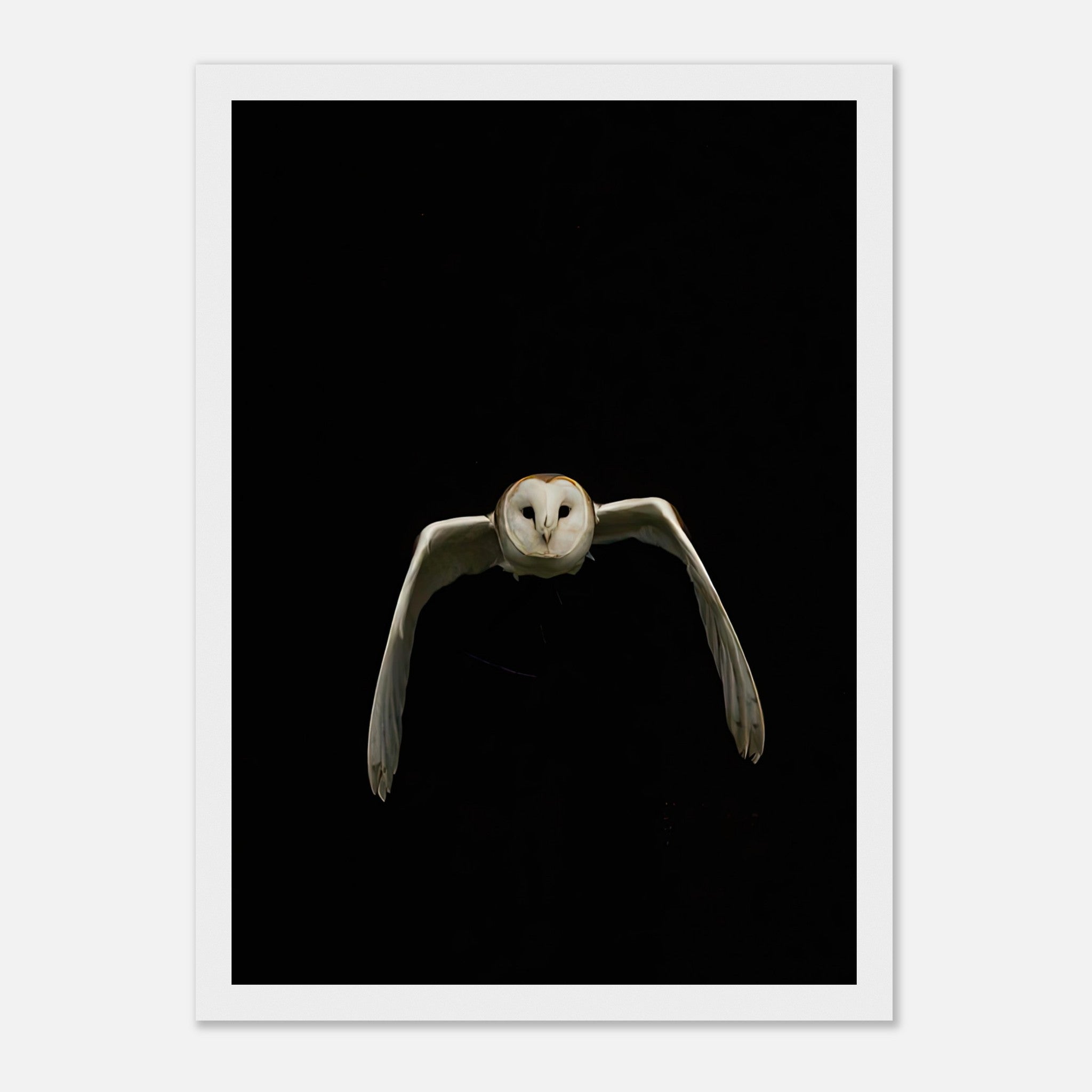 Owl framed print featuring a barn owl mid-flight against a black background, perfect for modern decor.