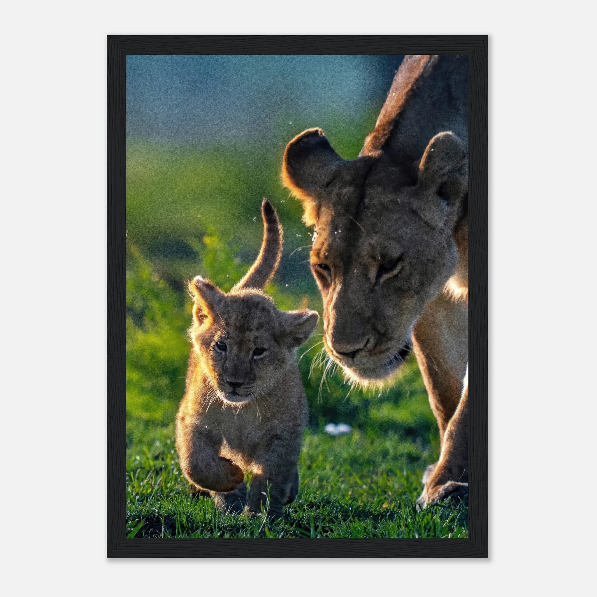 Protective lion mother and playful cub in a vibrant framed print showcasing their bond in nature.
