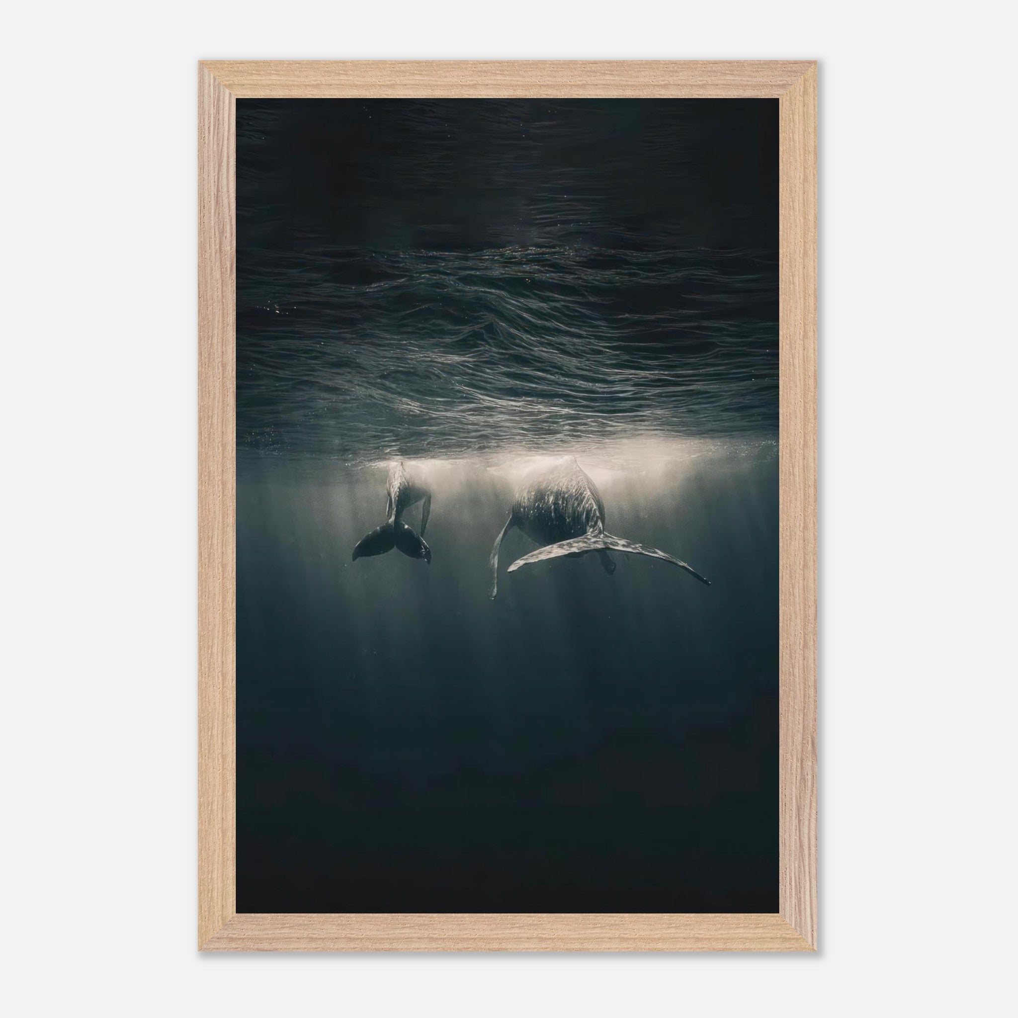 Majestic whales gliding underwater in a serene ocean scene with sunlit ripples - fine art print.