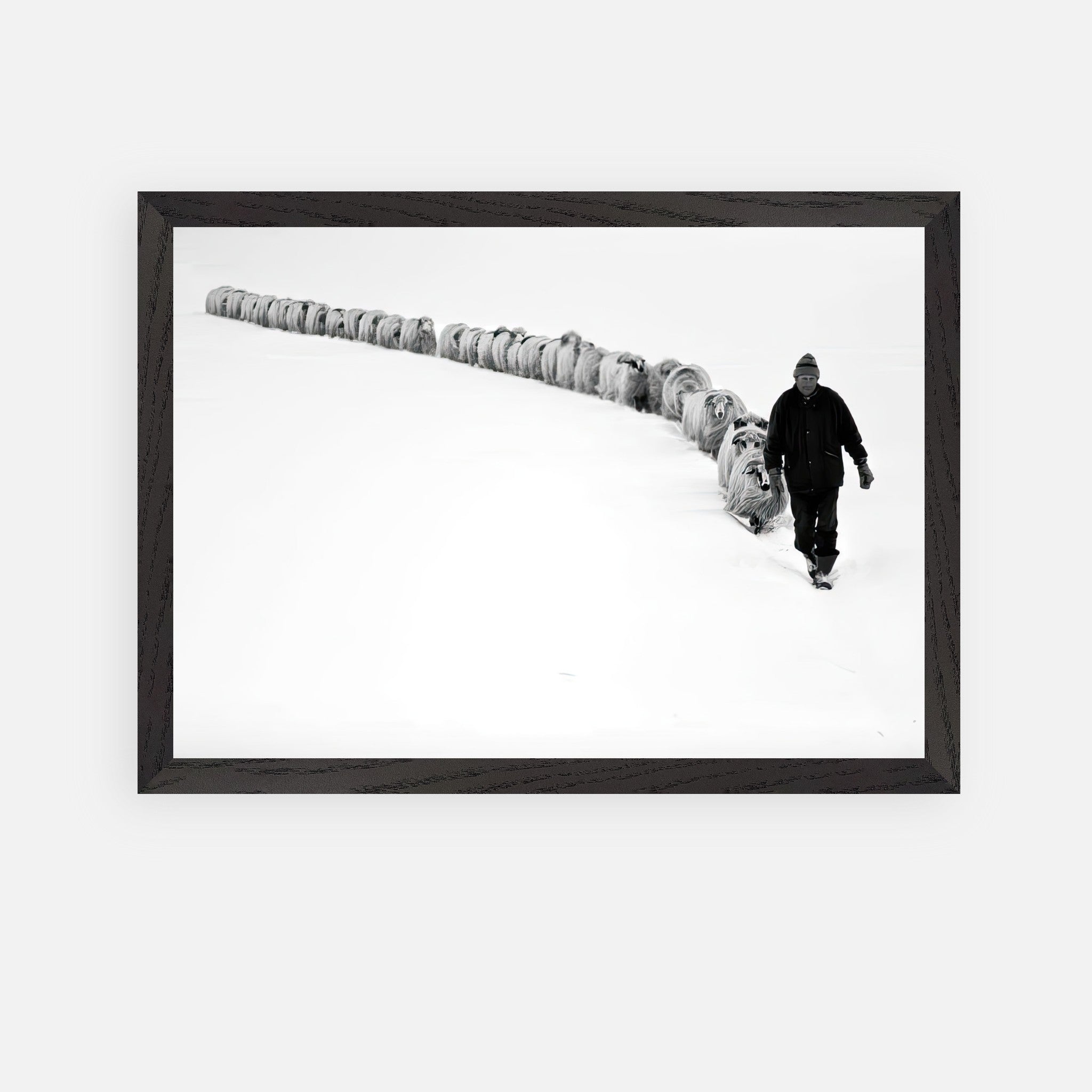 Black-and-white photograph of a shepherd guiding sheep through a snow-covered landscape, framed art.