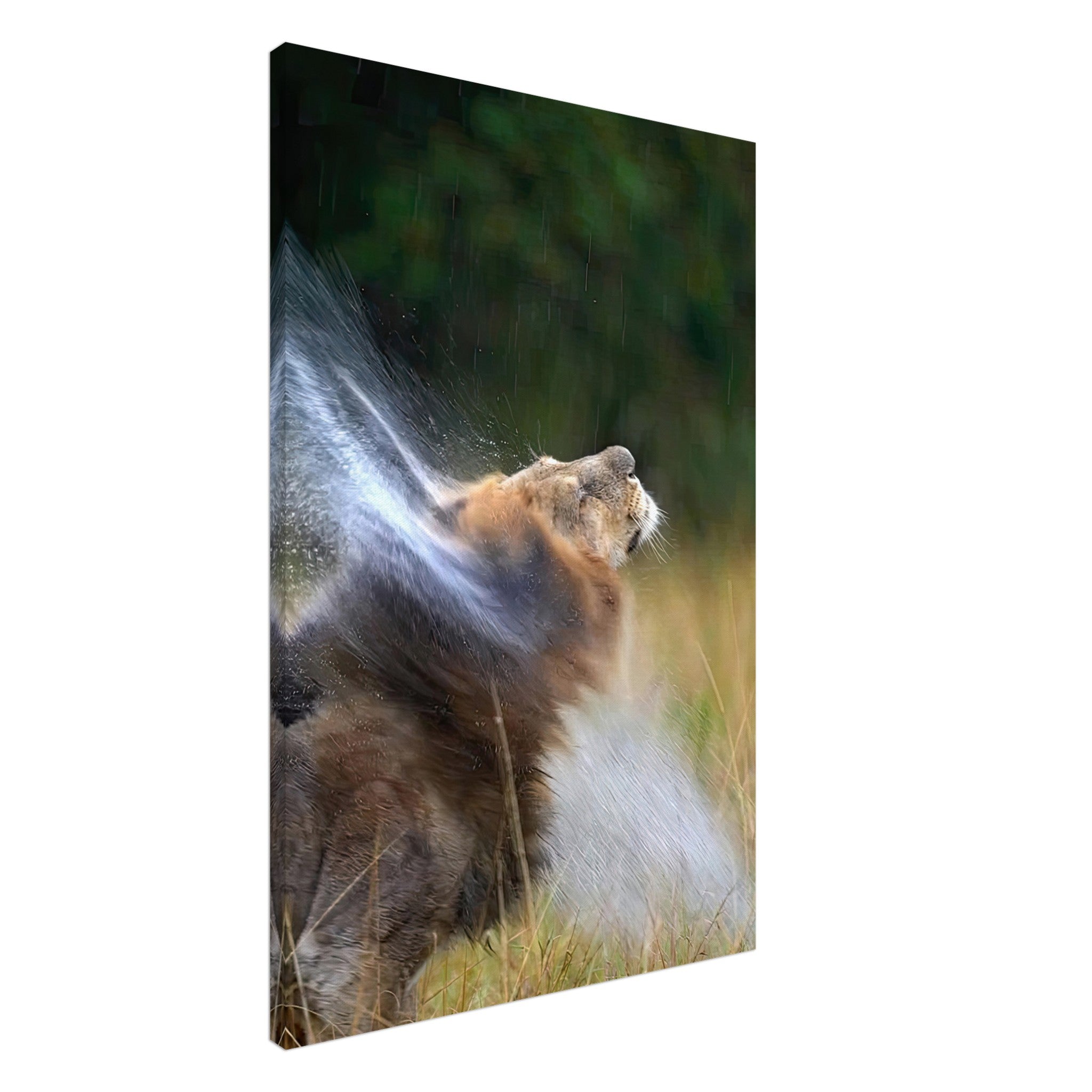 Lion shaking off water in a vibrant display of motion on canvas artwork, showcasing wildlife elegance and vitality.