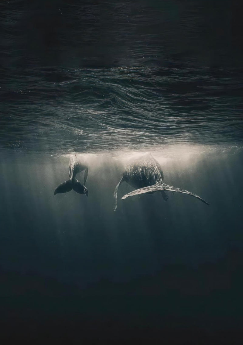 Whales in Ocean Underwater
