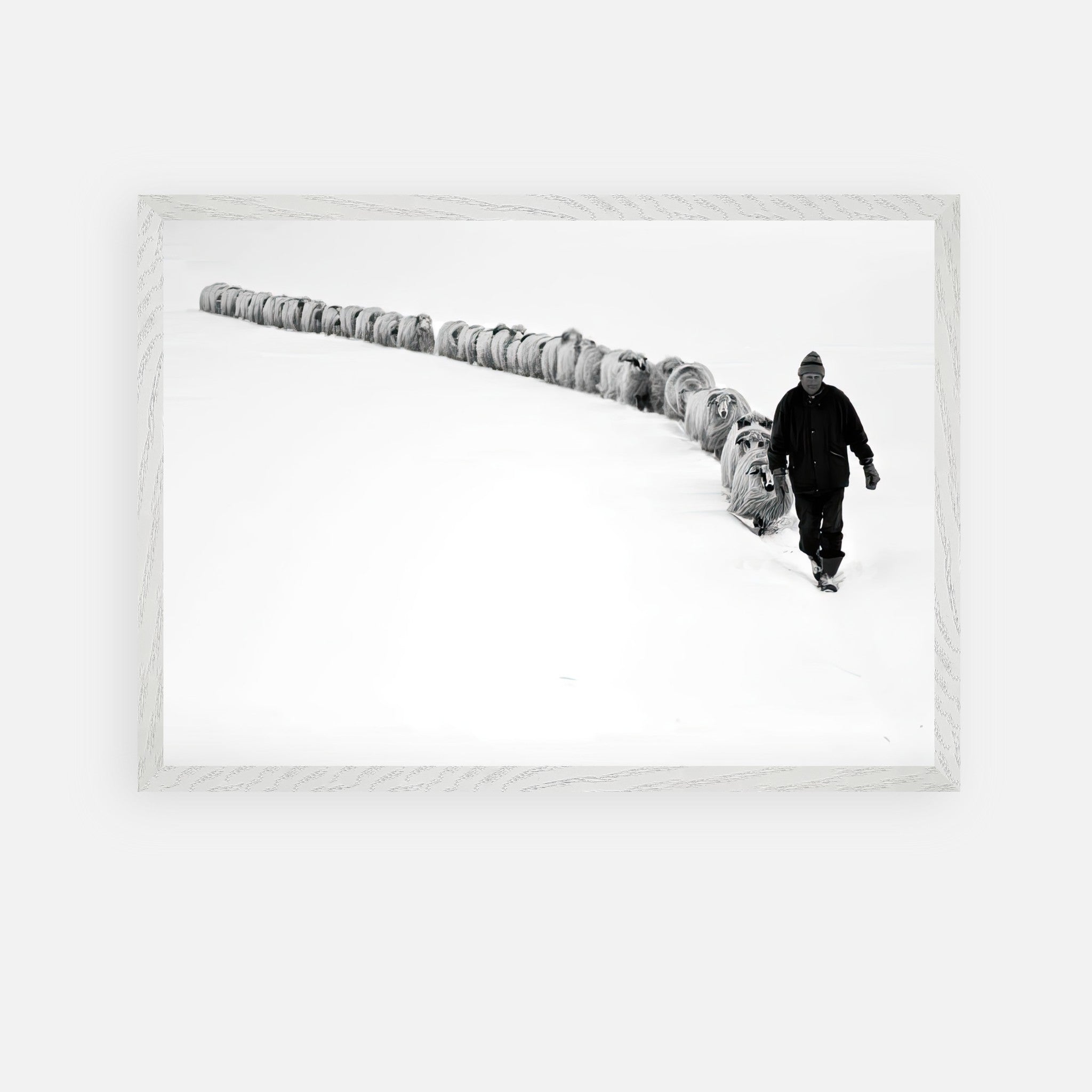 Shepherd walking in snow with a line of sheep, captured in vintage black-and-white framed art.