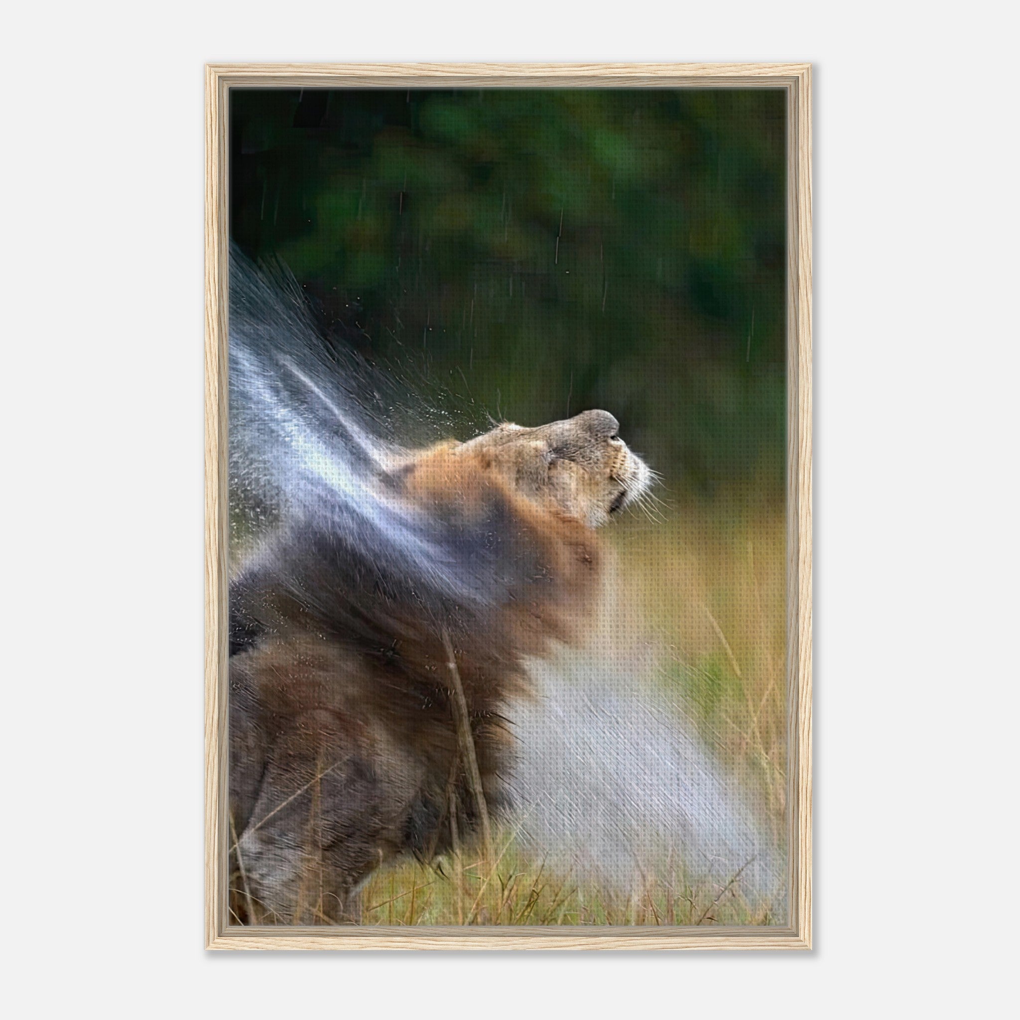 Lion shaking off water in a framed canvas, showcasing nature's power and beauty.