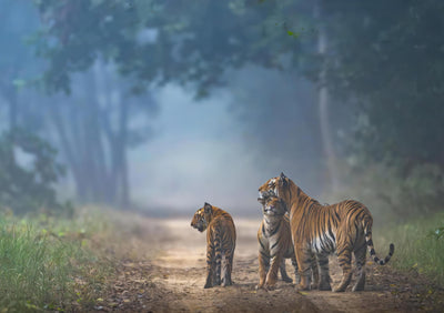 Le Lien des Tigres