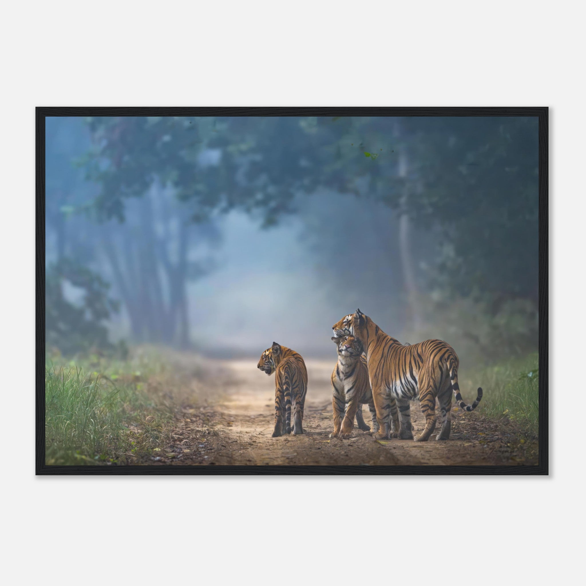 Framed print of a tiger family in a misty forest, showcasing their bond in a serene natural setting.