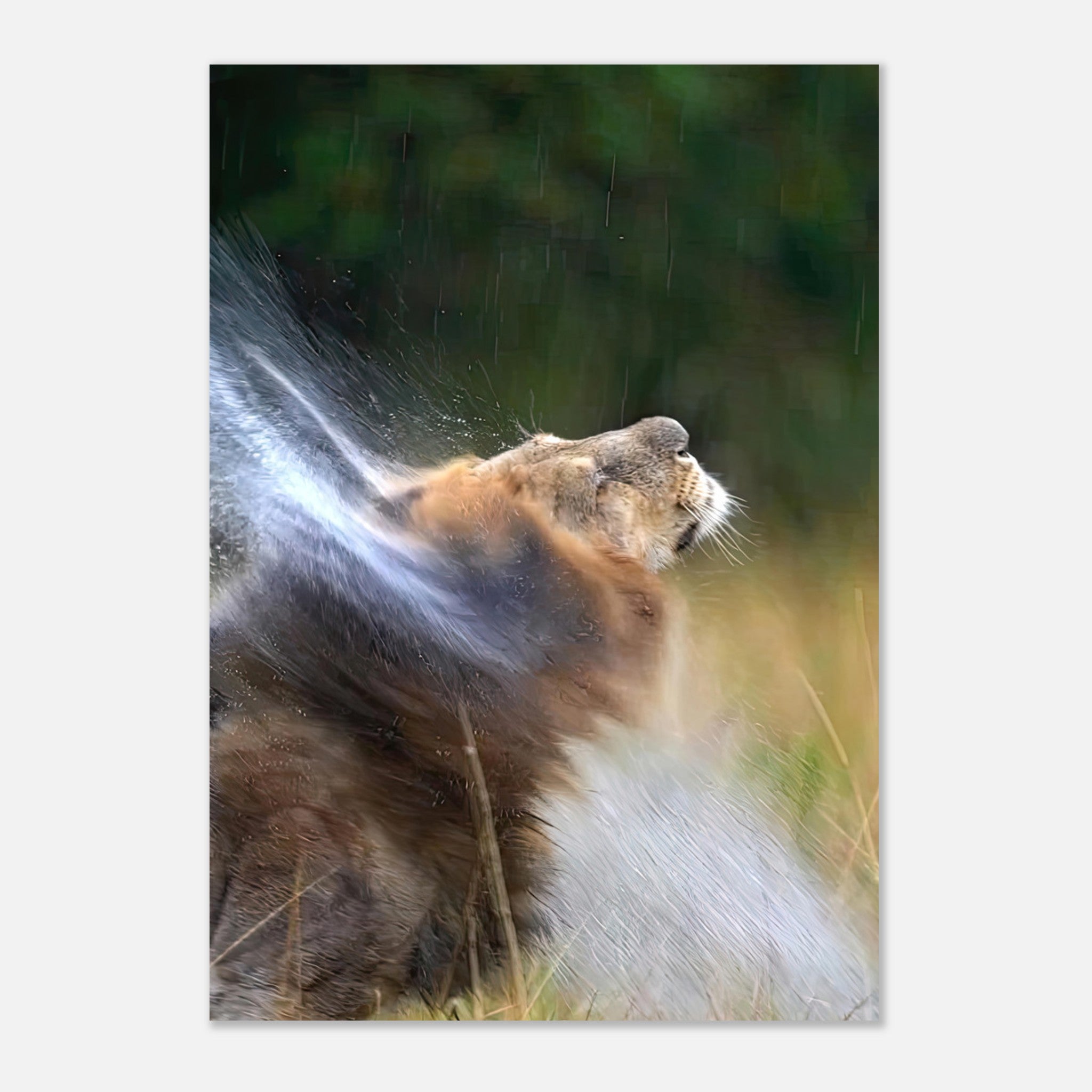 Majestic lion shaking off water on a metal print, showcasing strength and elegance in the wild.