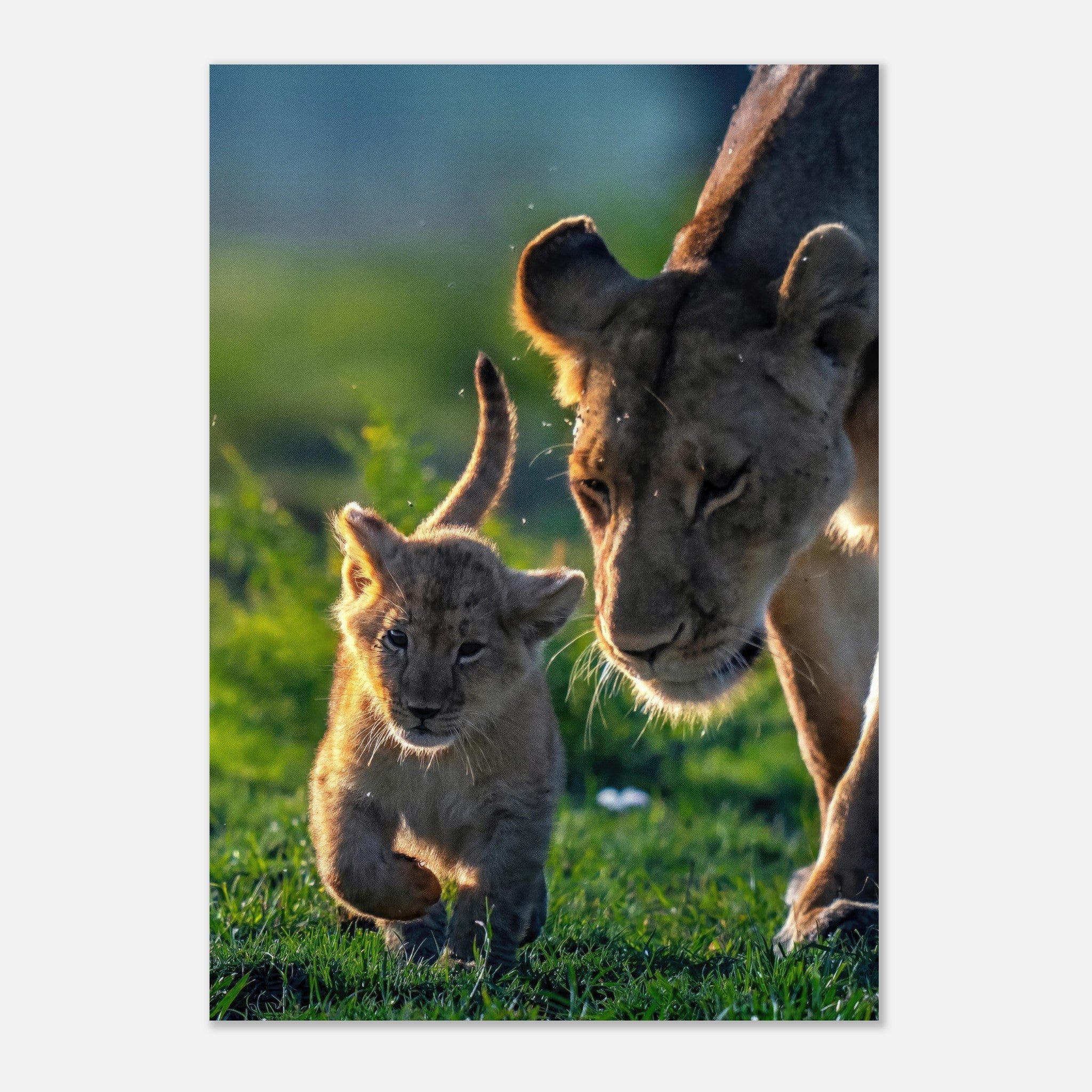 Protective lion mother with playful cub in vibrant green grass, showcasing maternal strength and love.