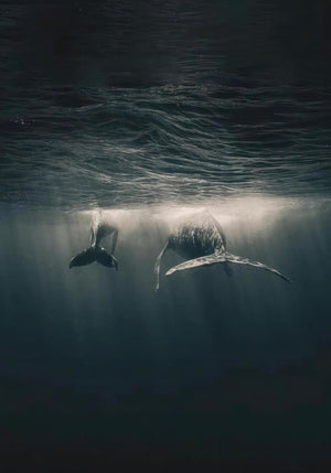 Whales in Ocean Underwater