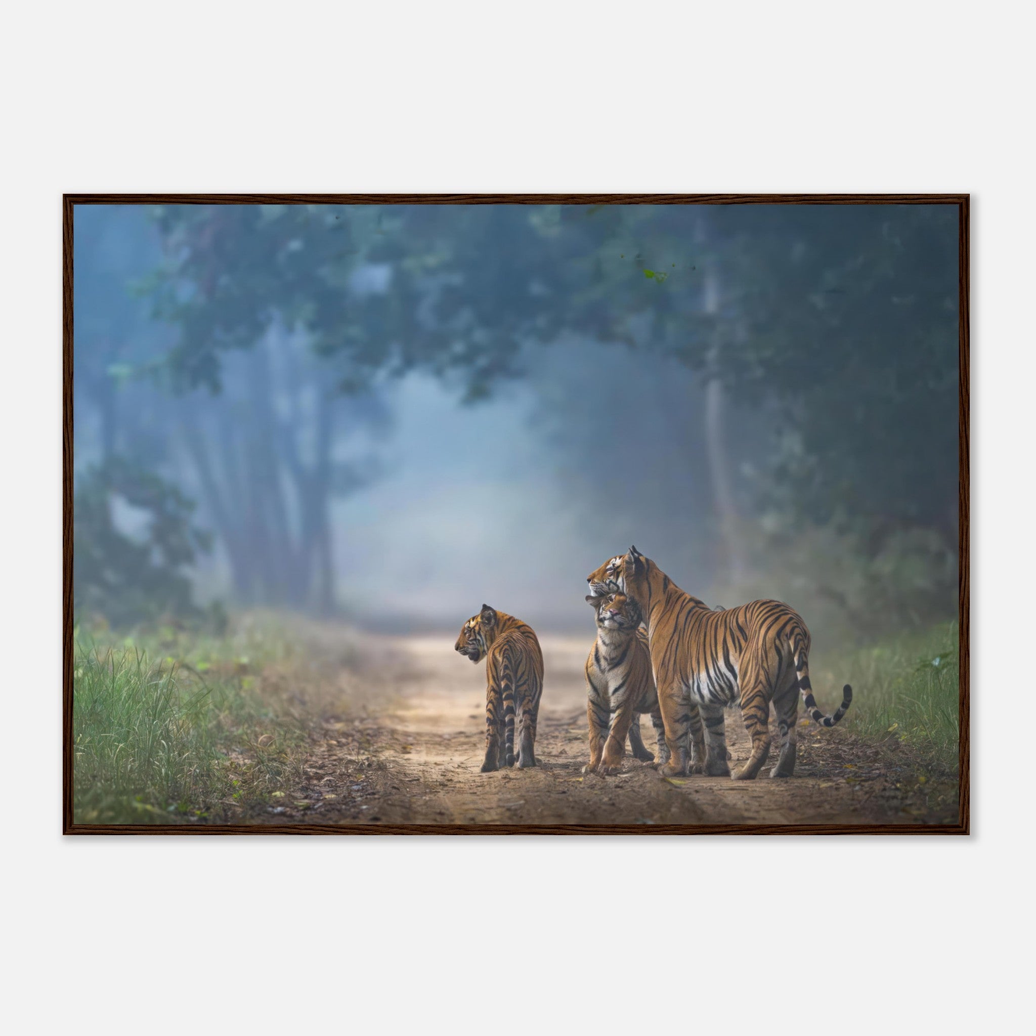 Framed print of a tiger family on a misty forest path, showcasing their vibrant orange coats and serene connection.