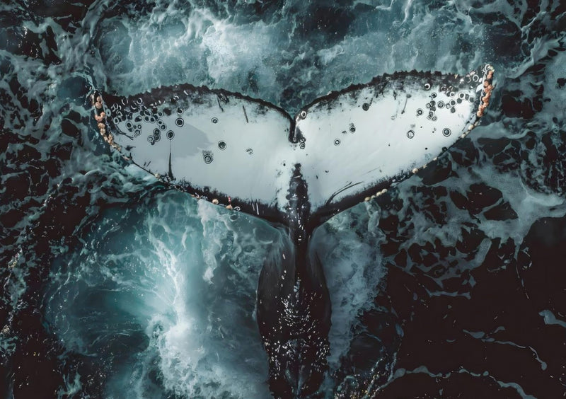 Humpback Whale