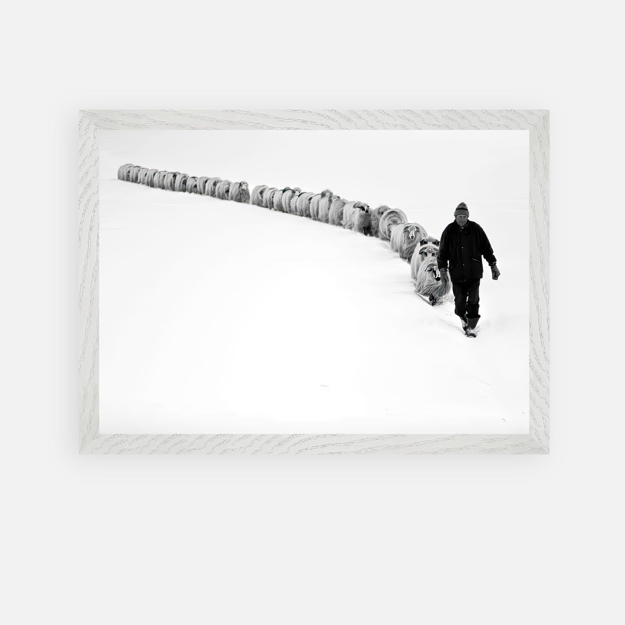 Black-and-white photo of a shepherd guiding sheep through a snow-covered landscape, framed in vintage style.