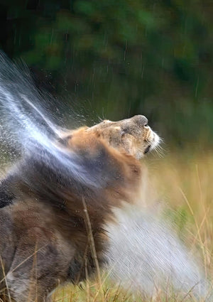 León sacudiéndose el agua