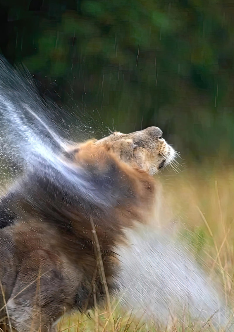 León sacudiéndose el agua