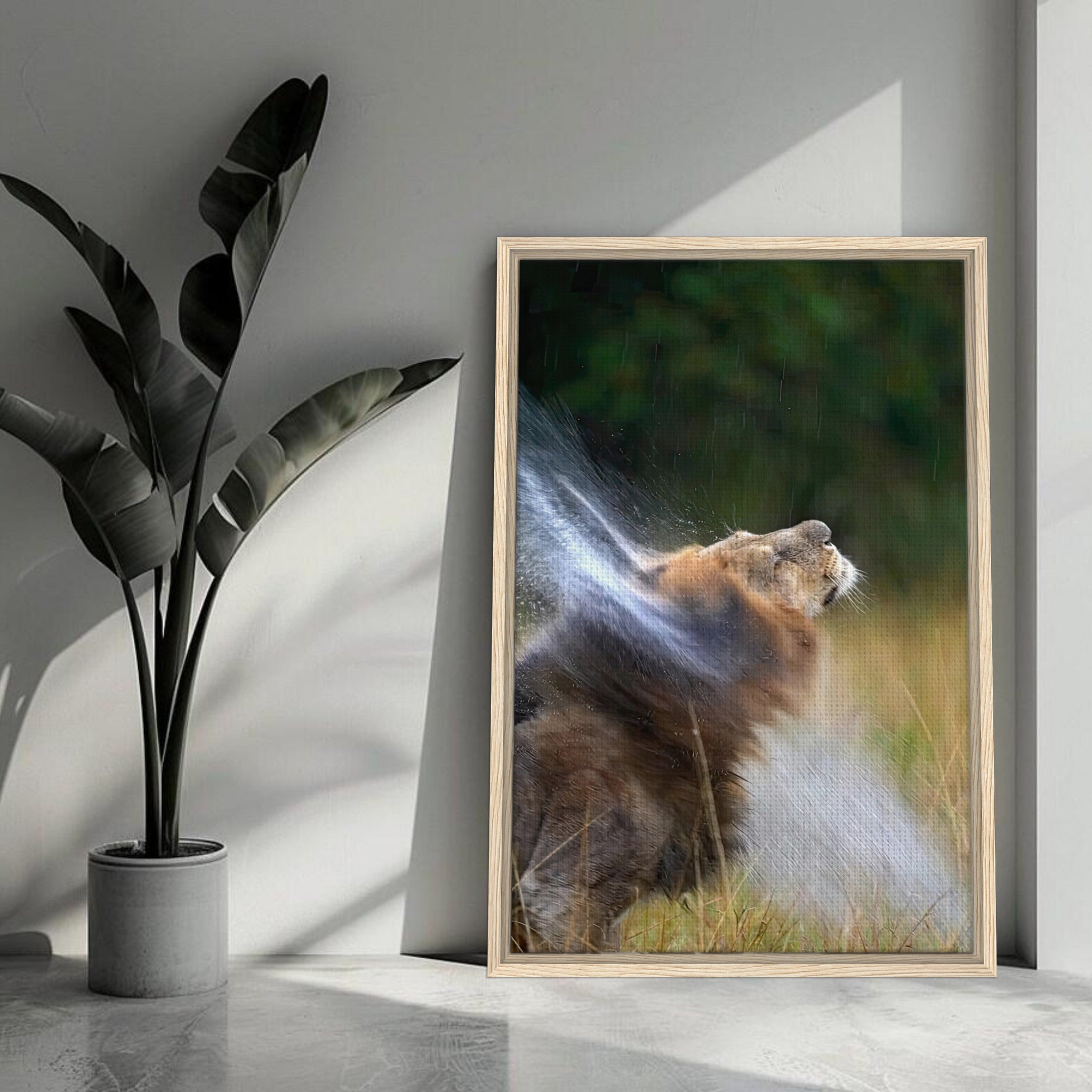 Stunning framed canvas of a lion shaking off water, showcasing nature's beauty and strength in vibrant colors.