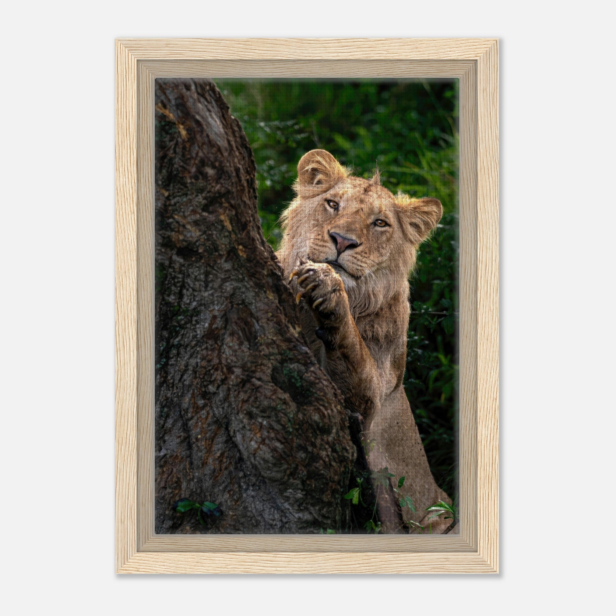 Playful lion framed canvas print, showcasing a young lion peeking from a tree, vibrant colors and detail.