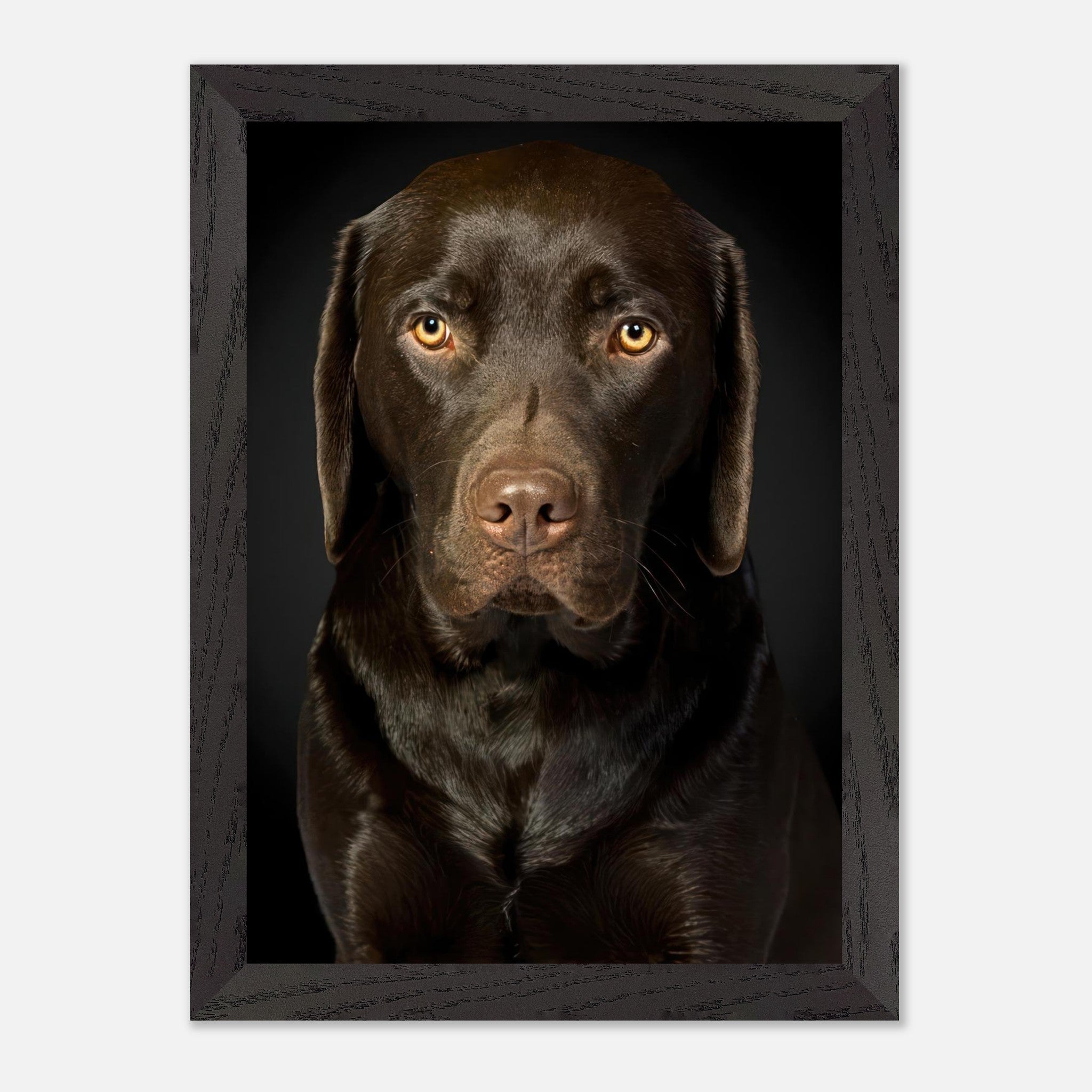 Vintage framed print of a Chocolate Labrador showcasing its soulful gaze and rich coat.