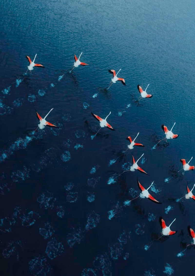 Photographie par Drone de Flamants Roses