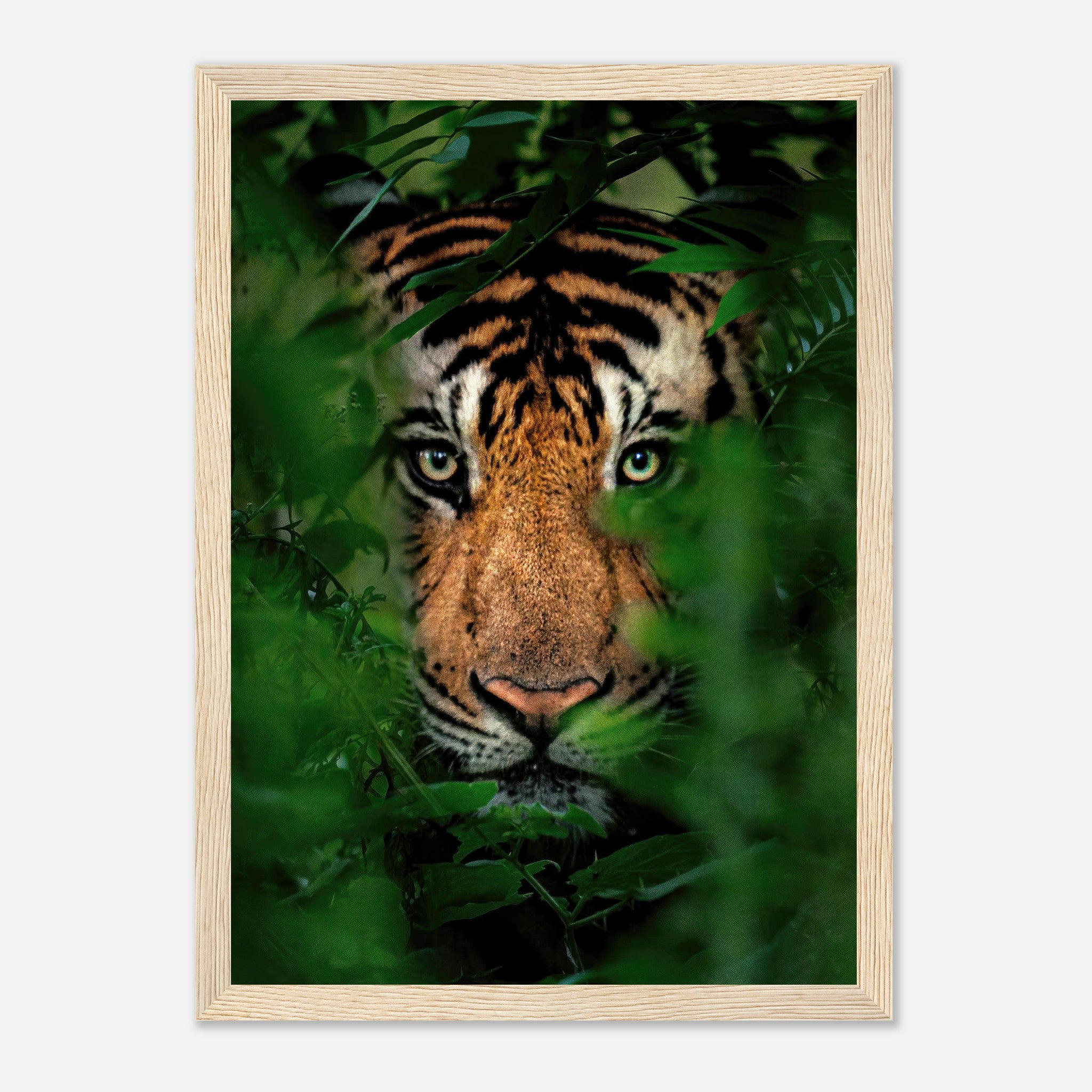 Framed print of a tiger peering through jungle foliage, showcasing vibrant colors and captivating detail.