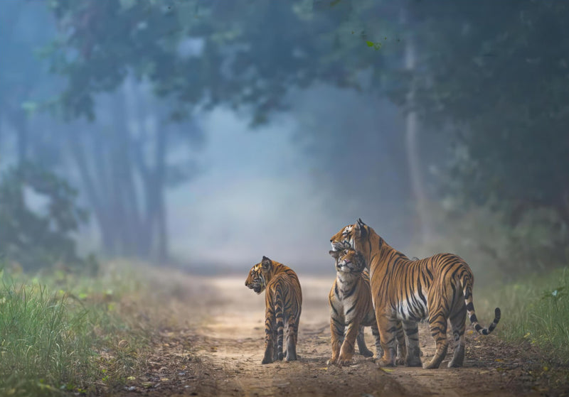 The Bond of Tigers