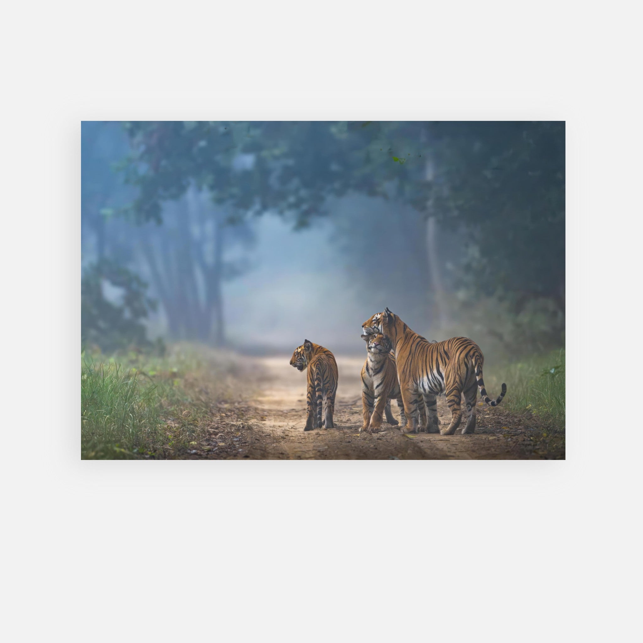 Majestic tiger family on a serene forest path, captured in vivid detail on a metal print.