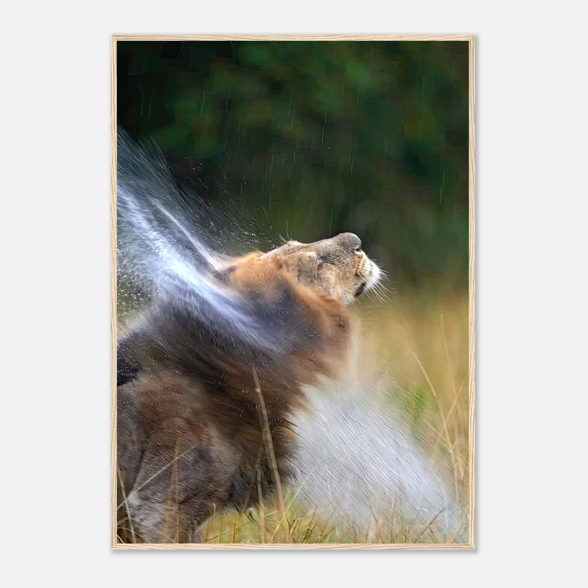 Lion shaking off water in a dynamic pose, captured in nature. Framed print for wildlife enthusiasts.