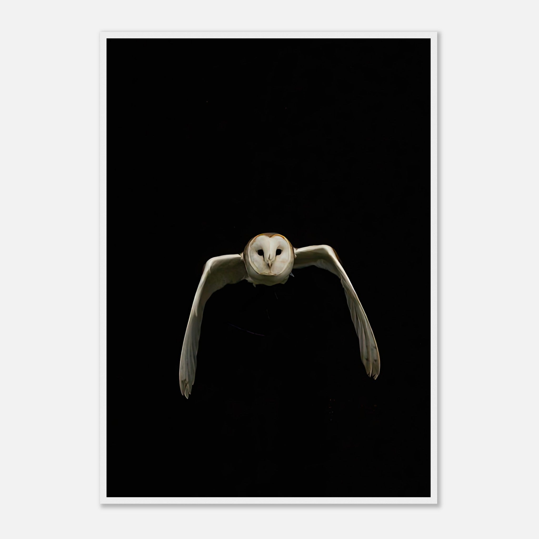 Owl framed print featuring a barn owl in mid-flight against a dramatic black background.