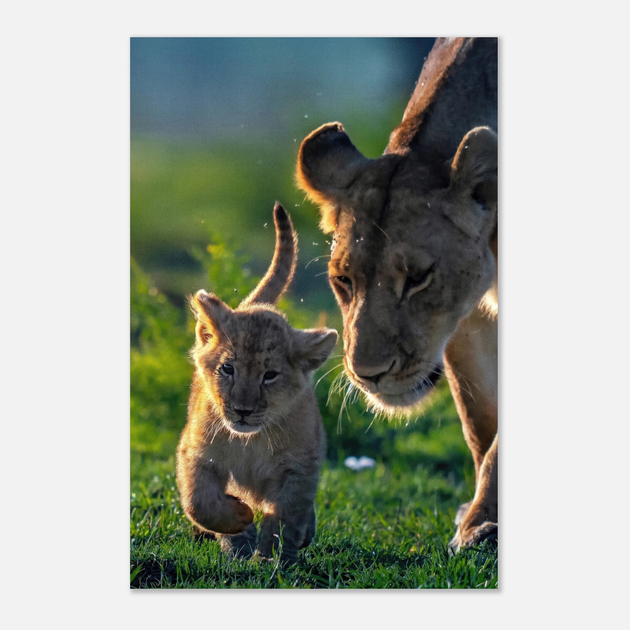 Protective Lion Mother metal print featuring a lioness and her playful cub in a vibrant natural setting.