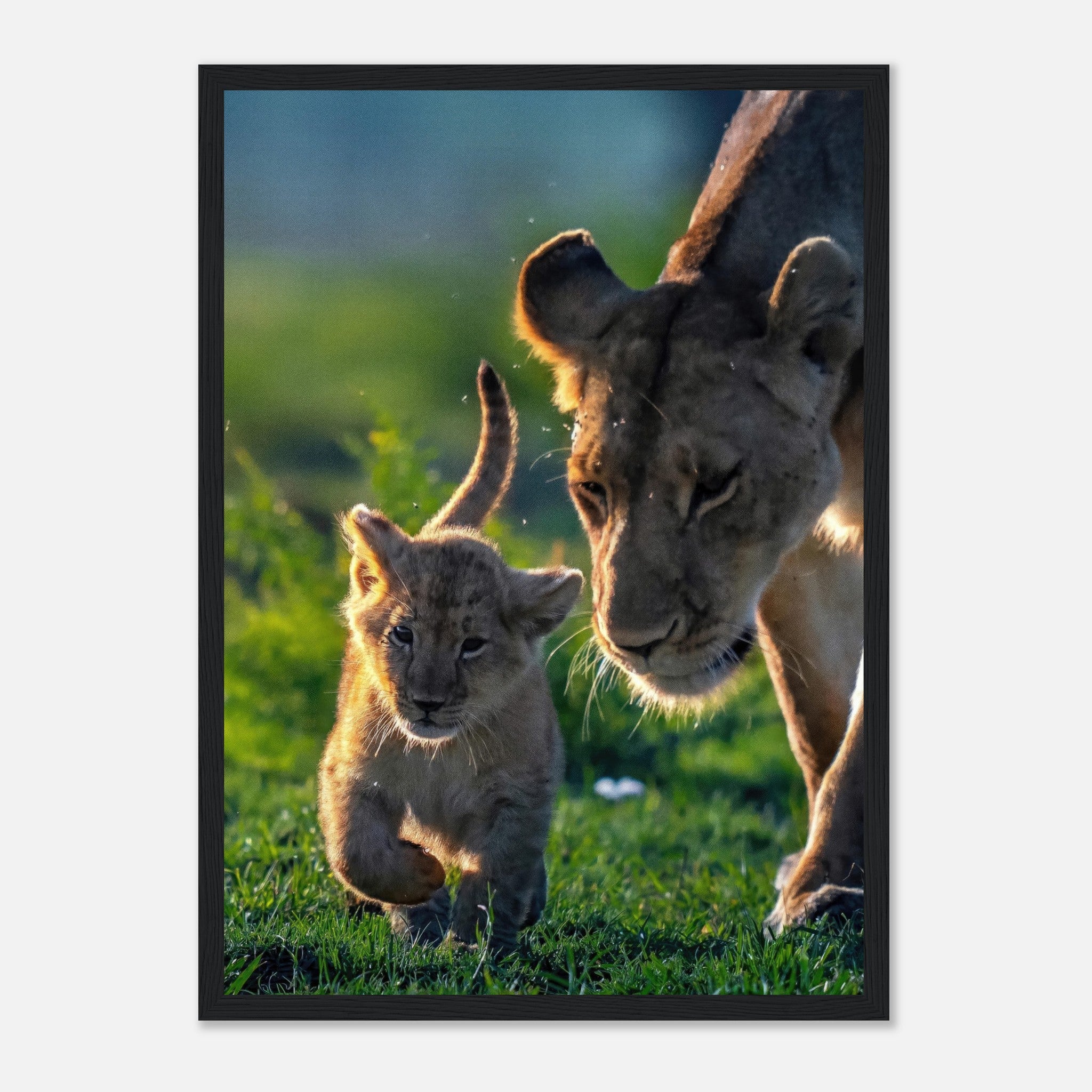 Protective Lion Mother framed print showing a lioness walking with her cub in a lush green setting.