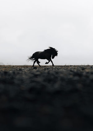 Black Horse Photography