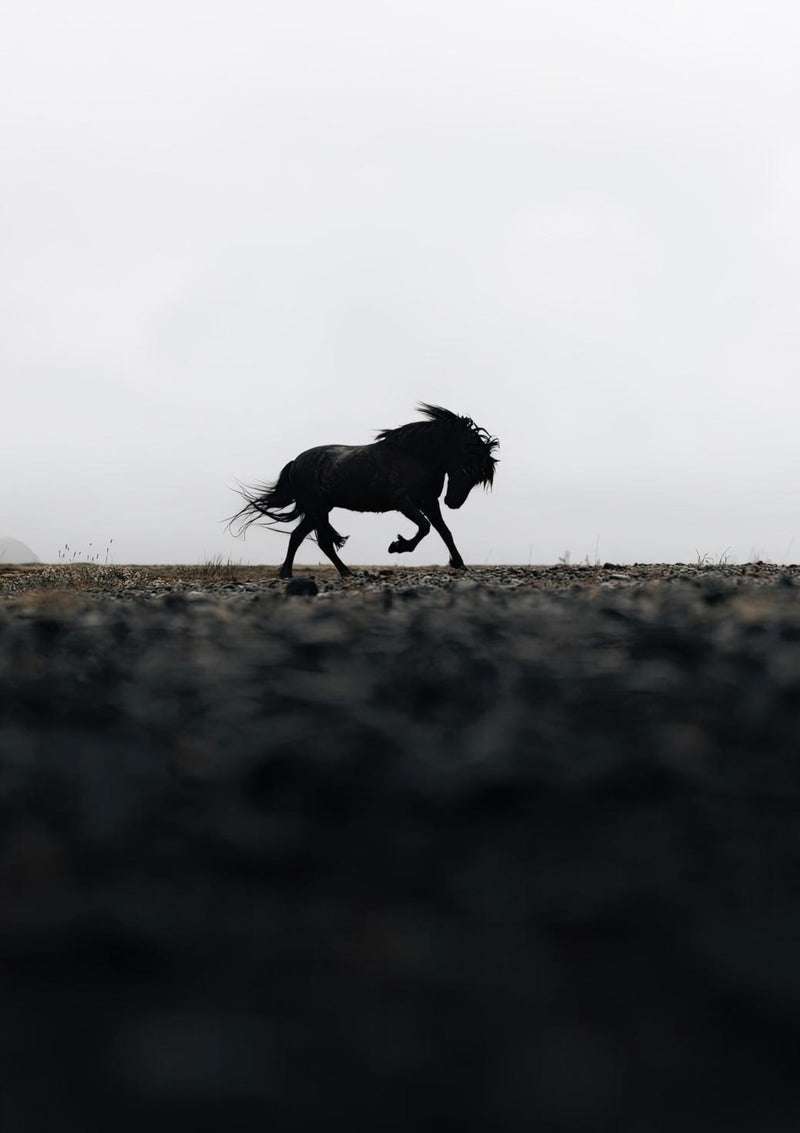 Black Horse Photography
