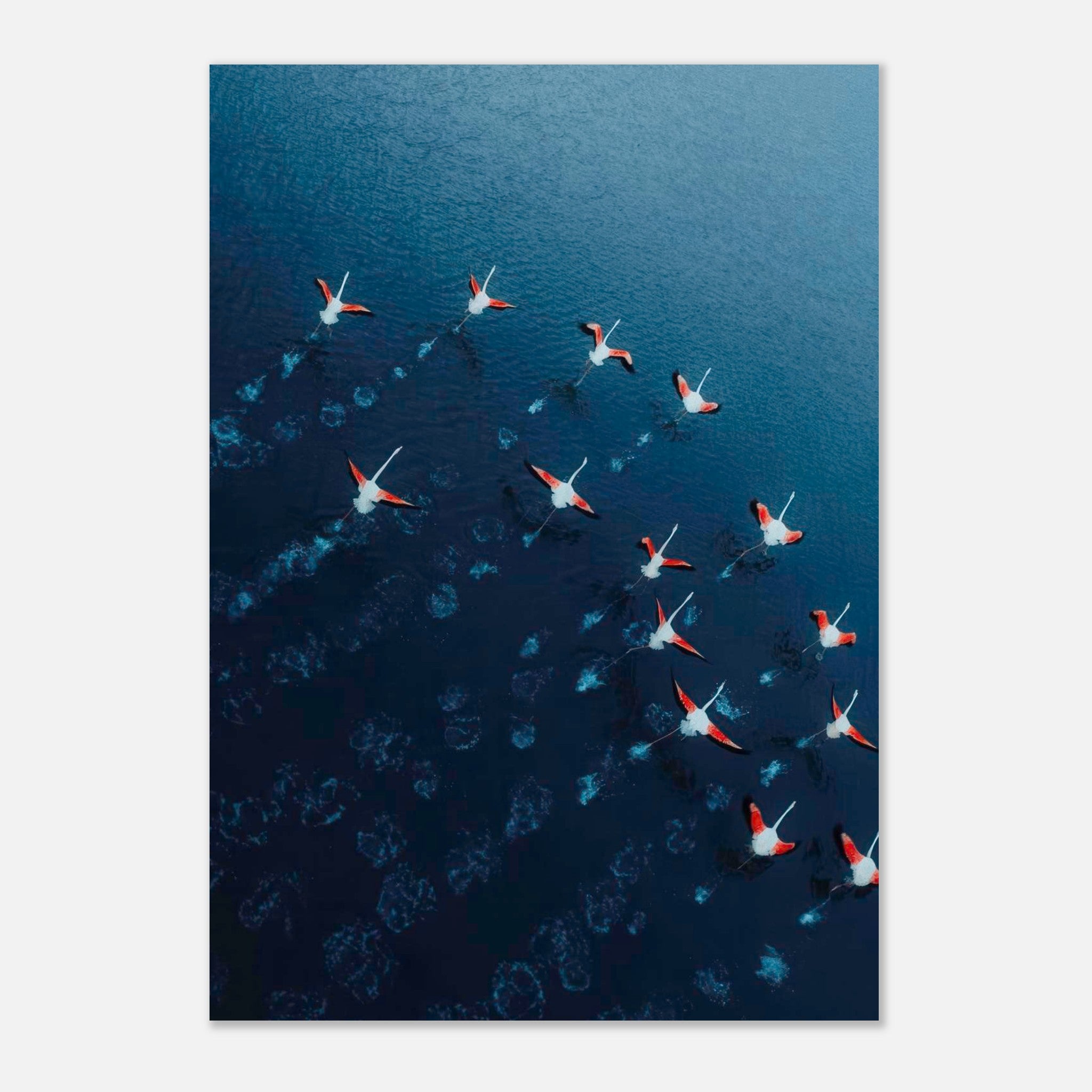 Aerial view of vibrant flamingos gliding over deep blue waters, captured in stunning drone photography.