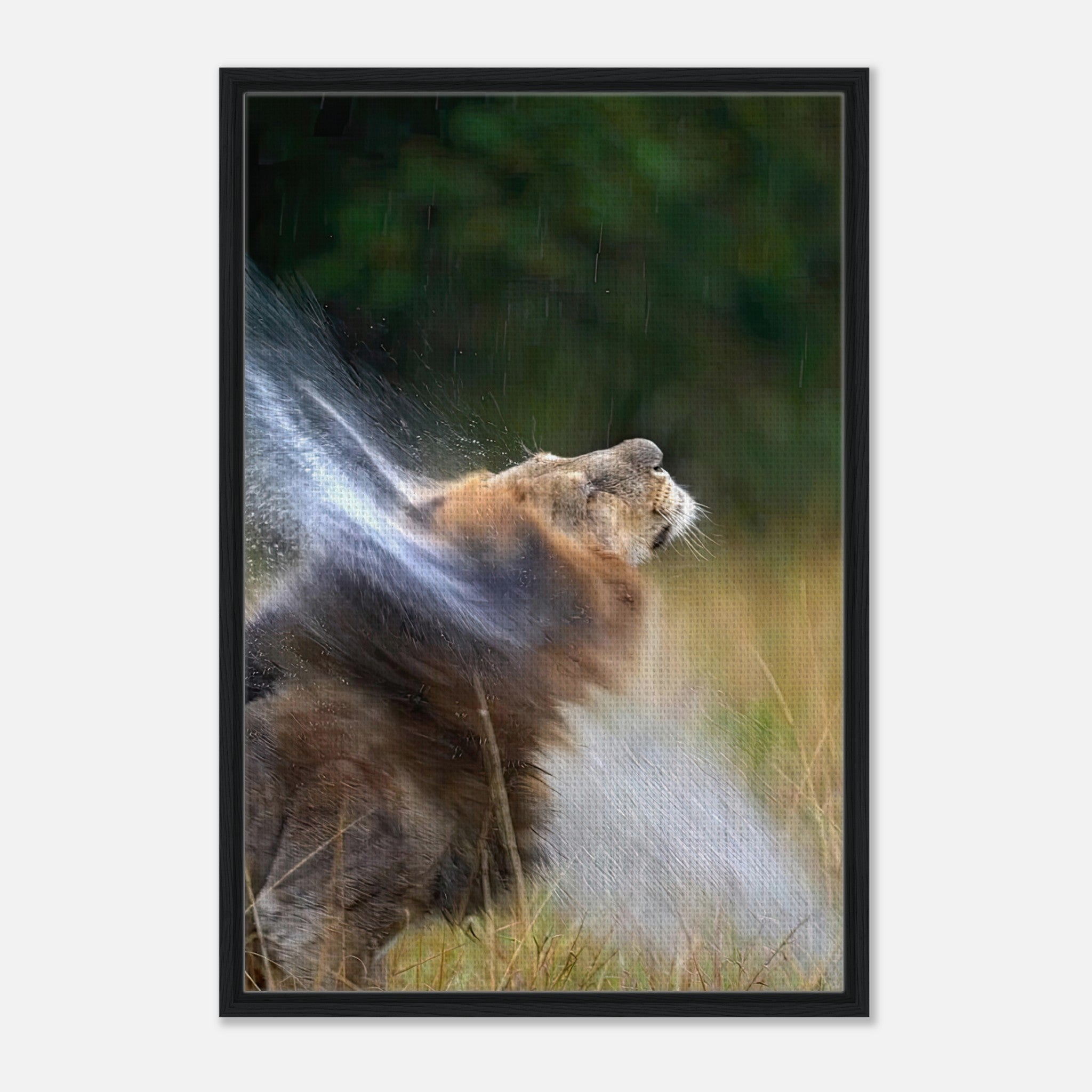 Majestic lion shaking off water, showcasing strength and beauty in framed canvas print.