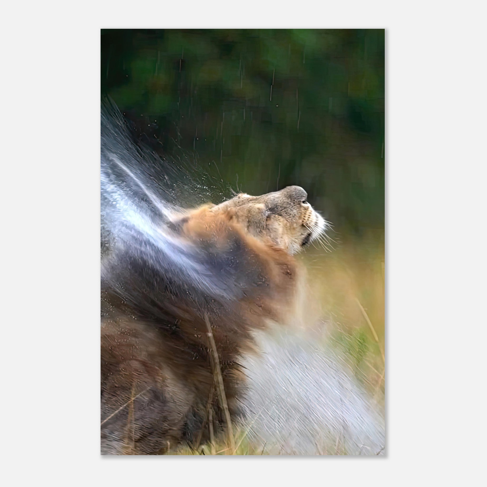 Majestic lion shaking off water droplets in vibrant metal print, showcasing wild elegance and strength.