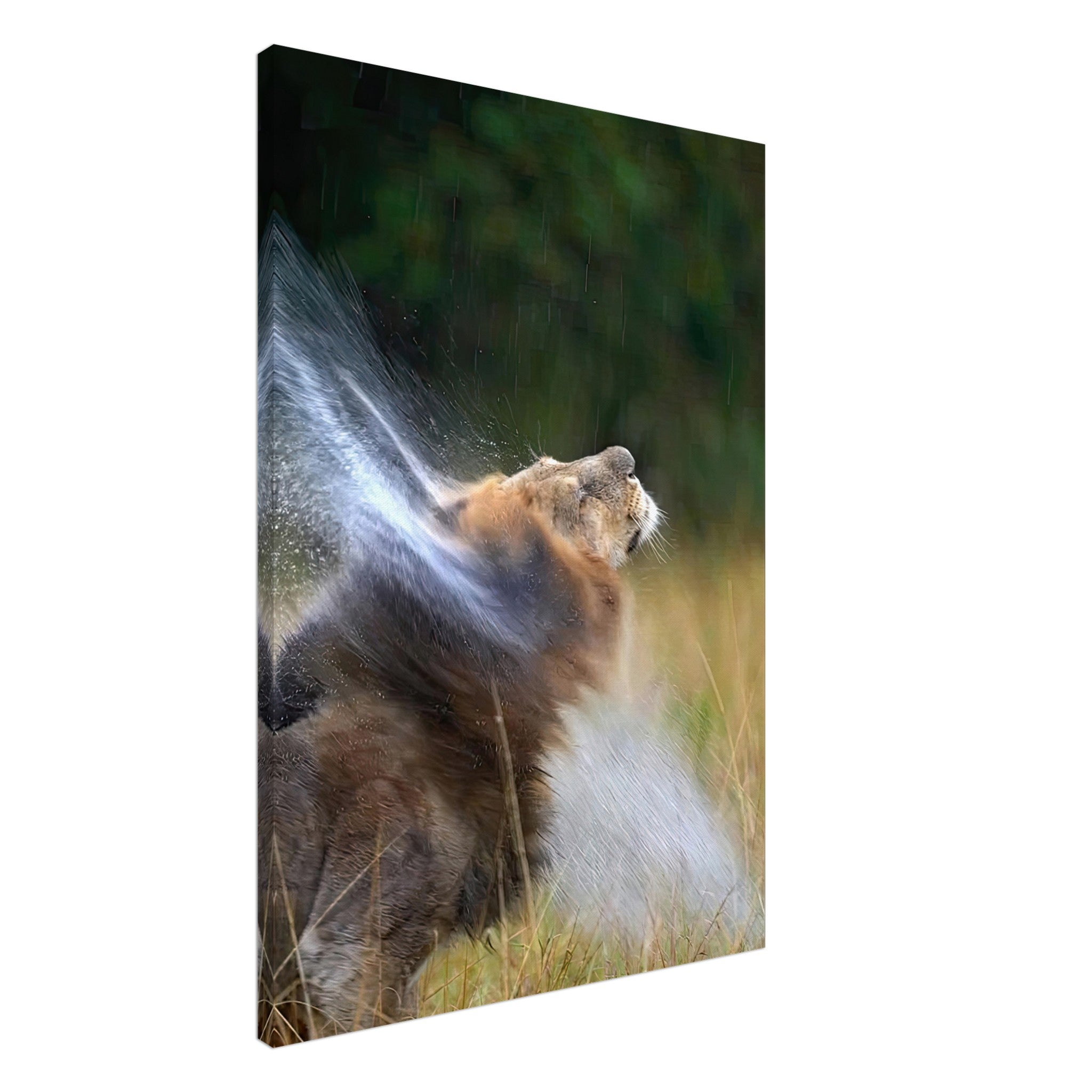 Lion shaking off water on canvas, capturing raw power and vitality in stunning wildlife art.