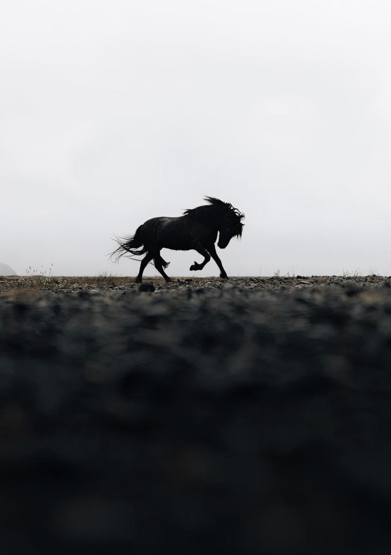 Black Horse Photography