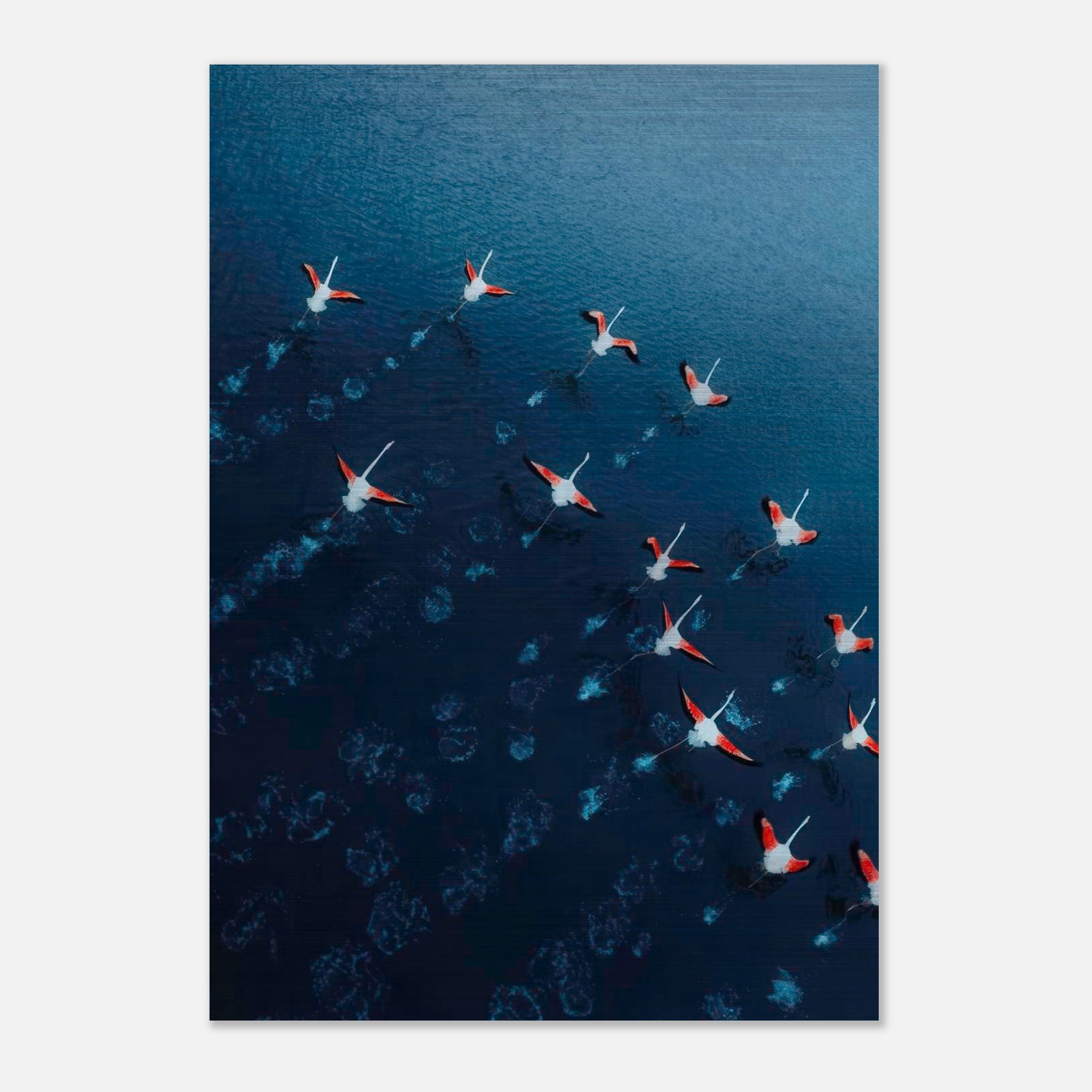 Aerial view of flamingos with vibrant pink and red feathers gliding over deep blue waters in a stunning drone photograph.