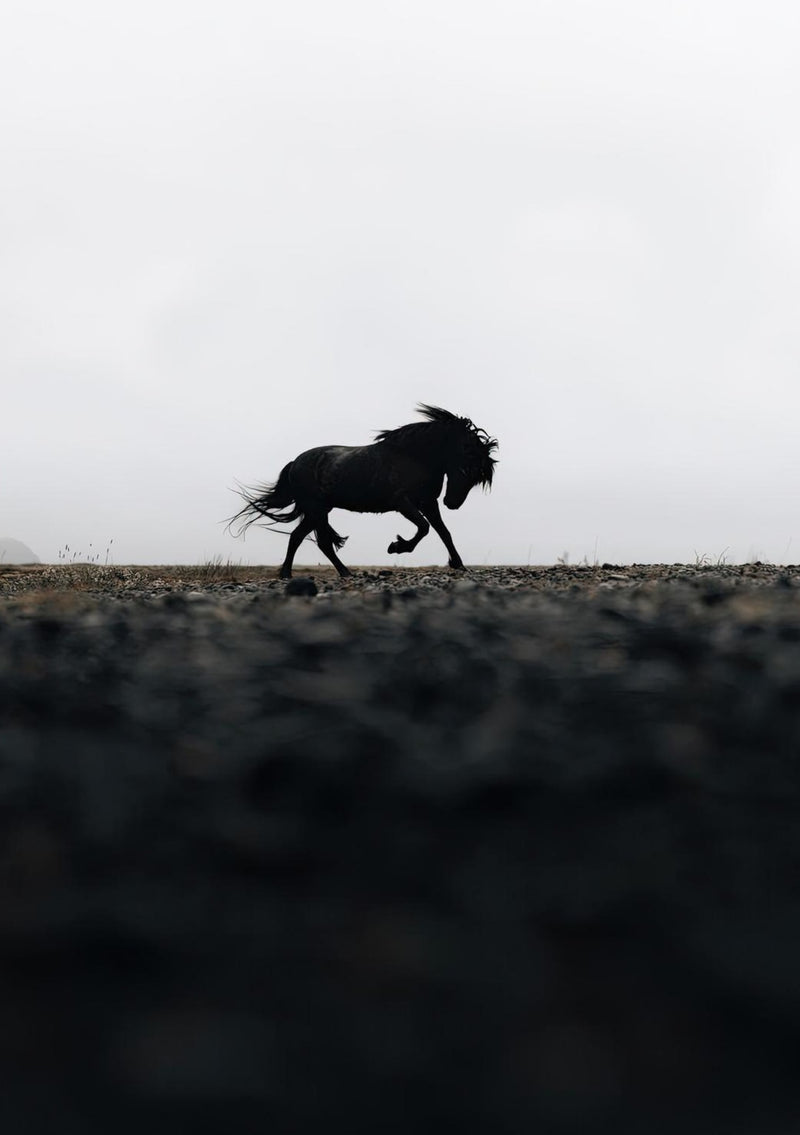 Black Horse Photography