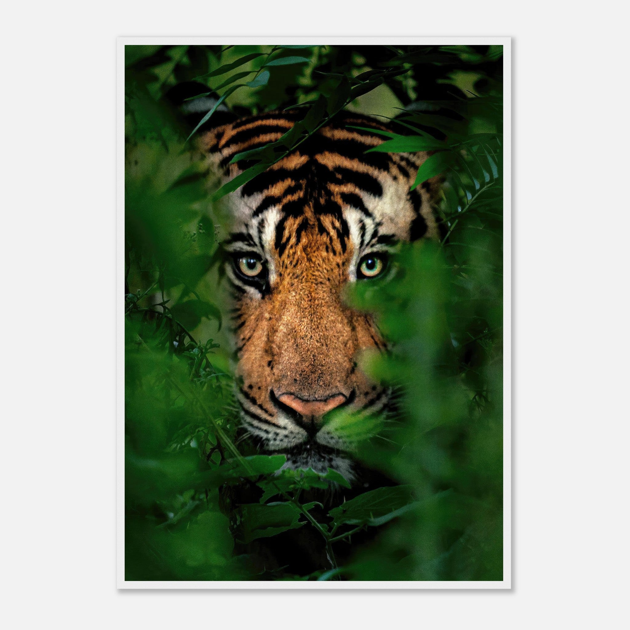 Close-up of a tiger's face peering through lush jungle foliage in a framed print.