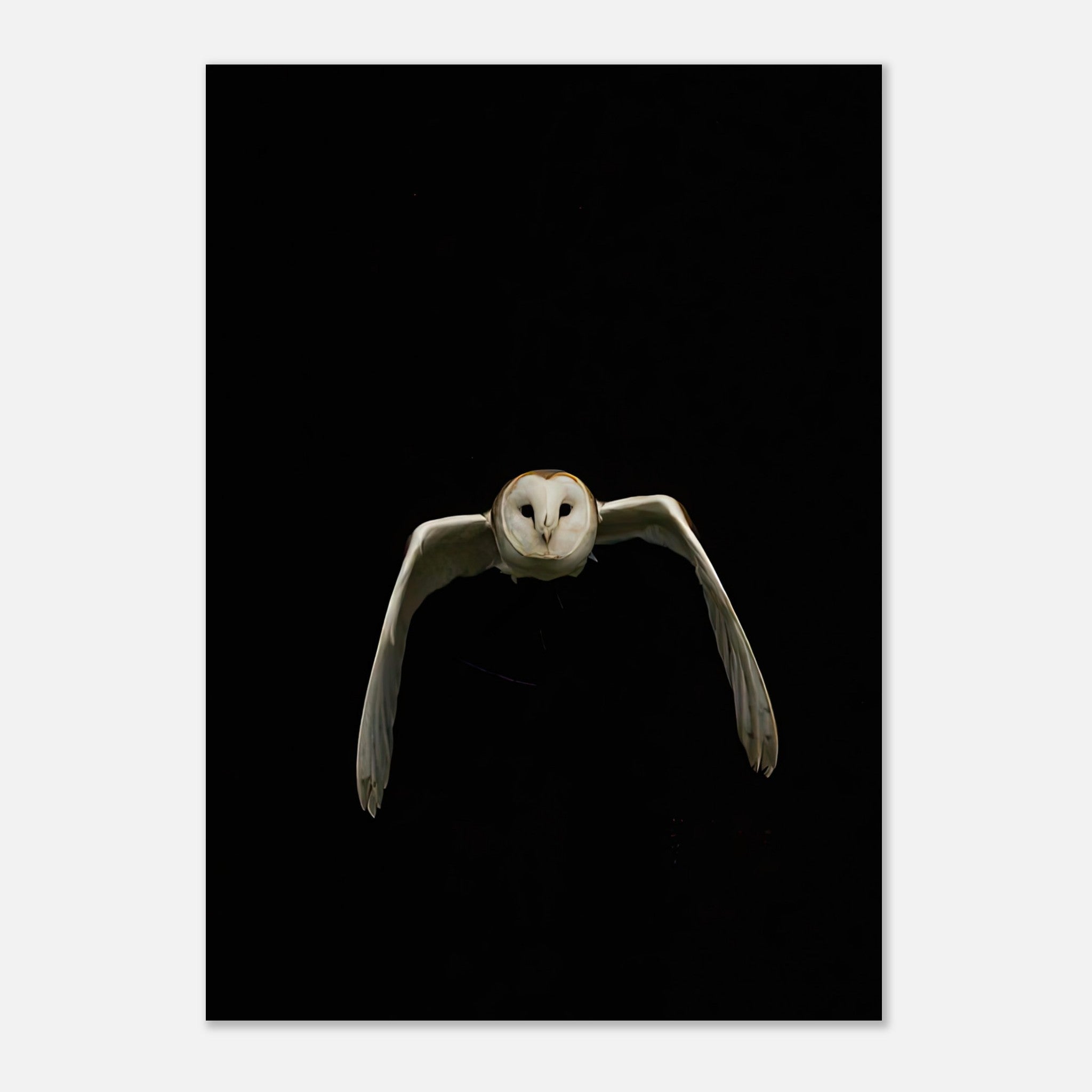 Stunning barn owl gliding against a black background in a minimalist poster design.