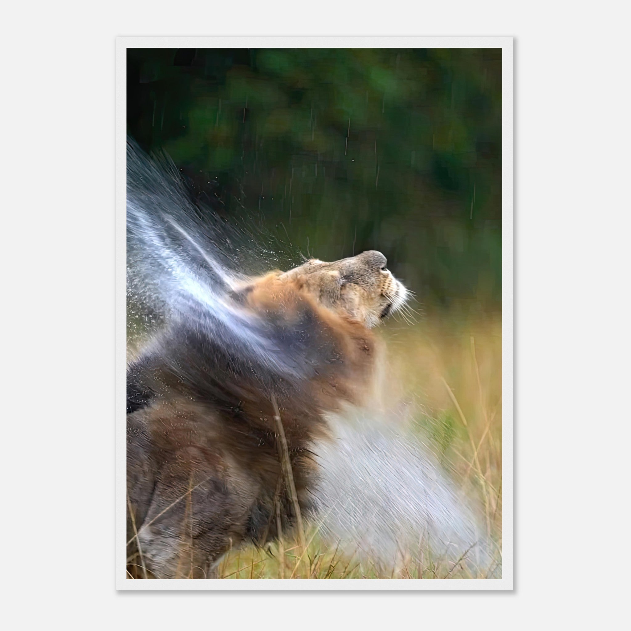 Lion shaking off water in a dynamic moment captured in a framed print, showcasing wild beauty in nature.